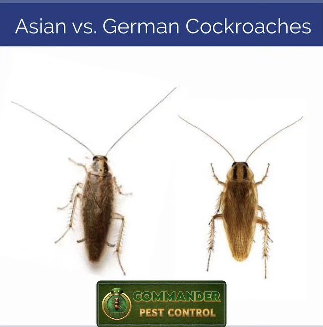 Commander Pest Control at work