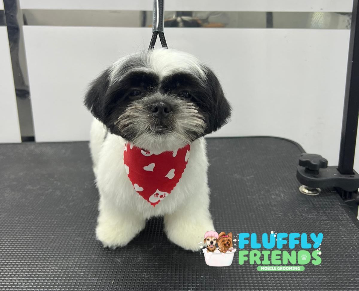 Freshly groomed happy dog from Fluffy Friends Mobile Grooming