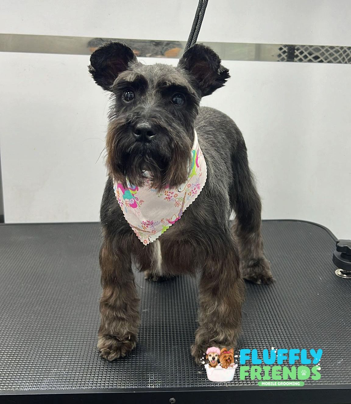 Fluffy Friends grooming result 2