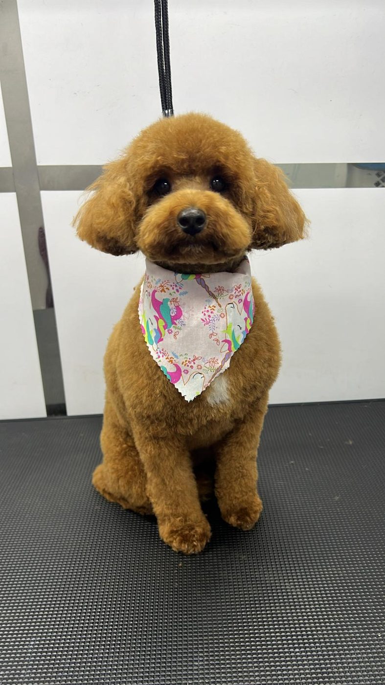 A Fluffy Friends groomer caring for a dog