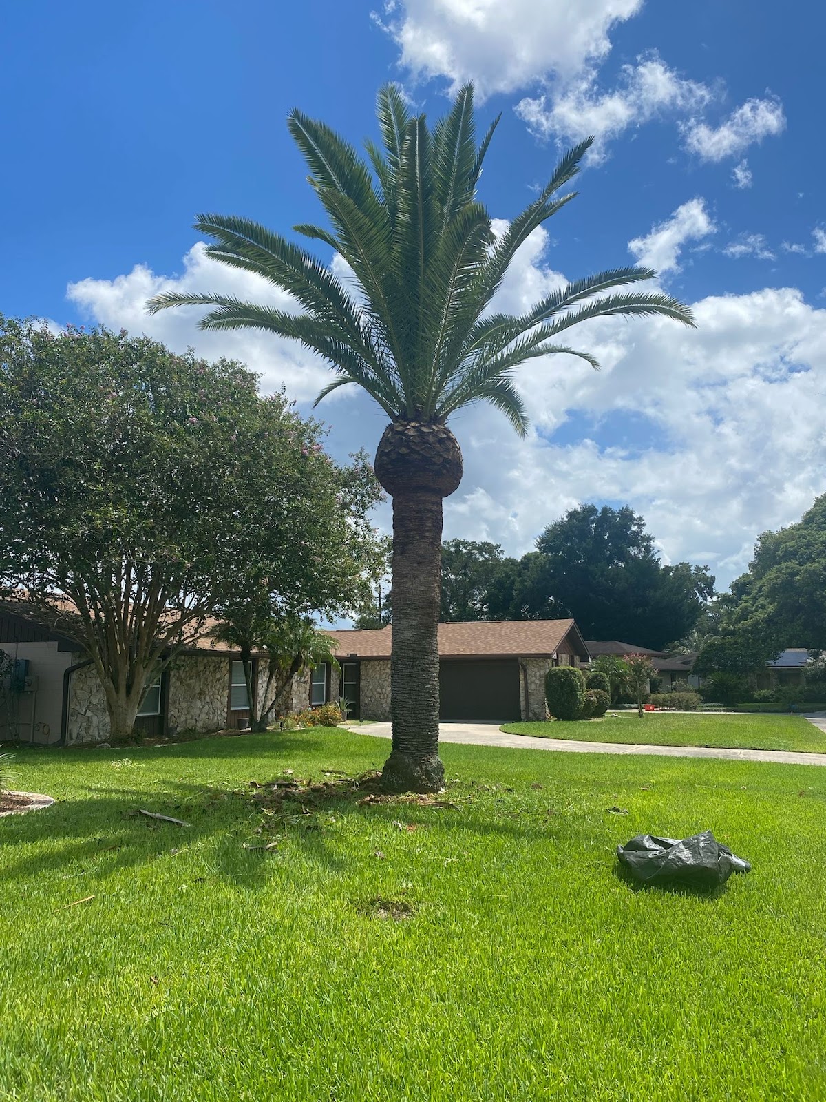 J Trimming Tree Service LLC arborists at work on a large tree in Orlando, Florida