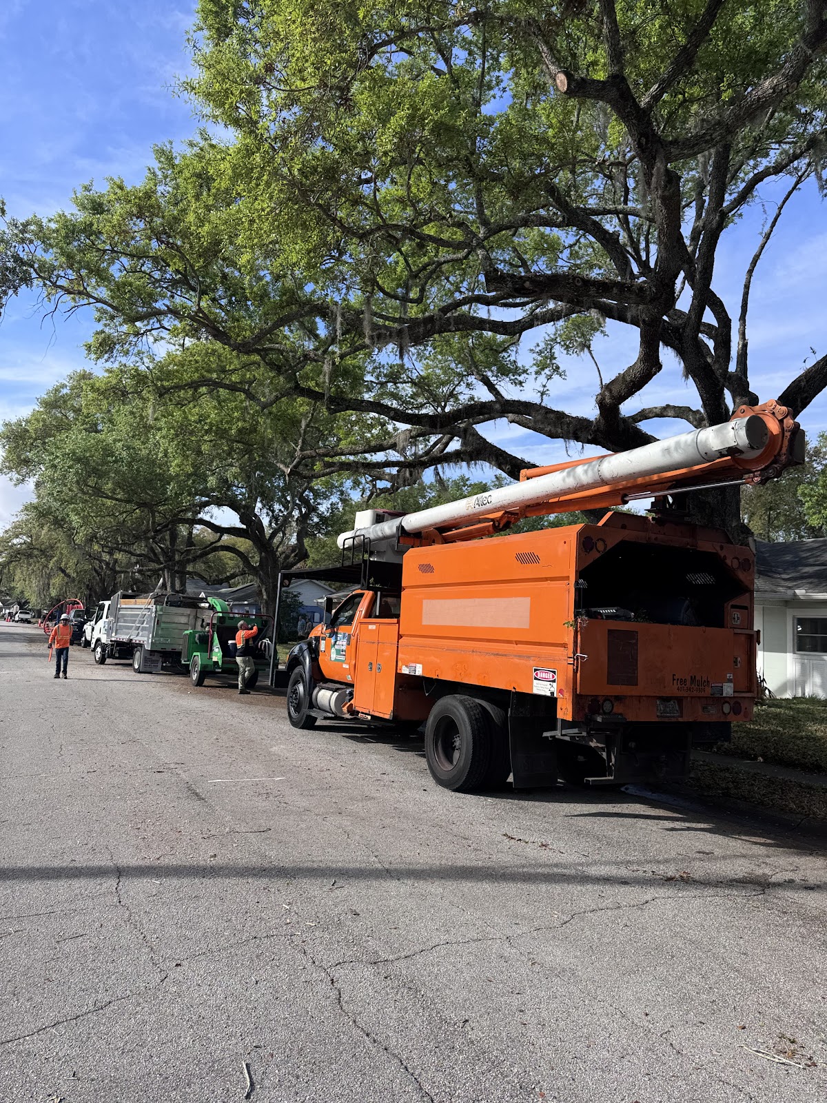 Tree service work by J Trimming Tree Service LLC — job 2