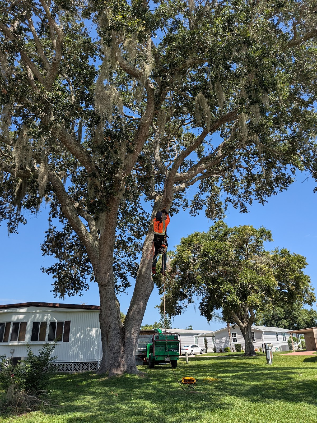 Tree service work by J Trimming Tree Service LLC — job 3