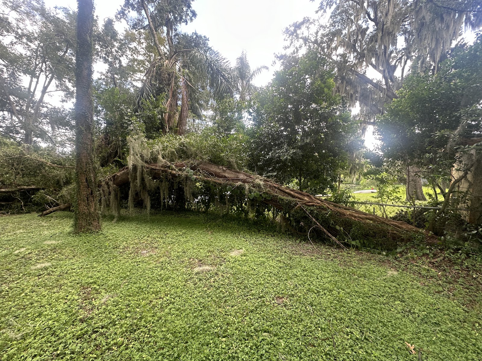 Tree service work by K&E Tree Service — job 3