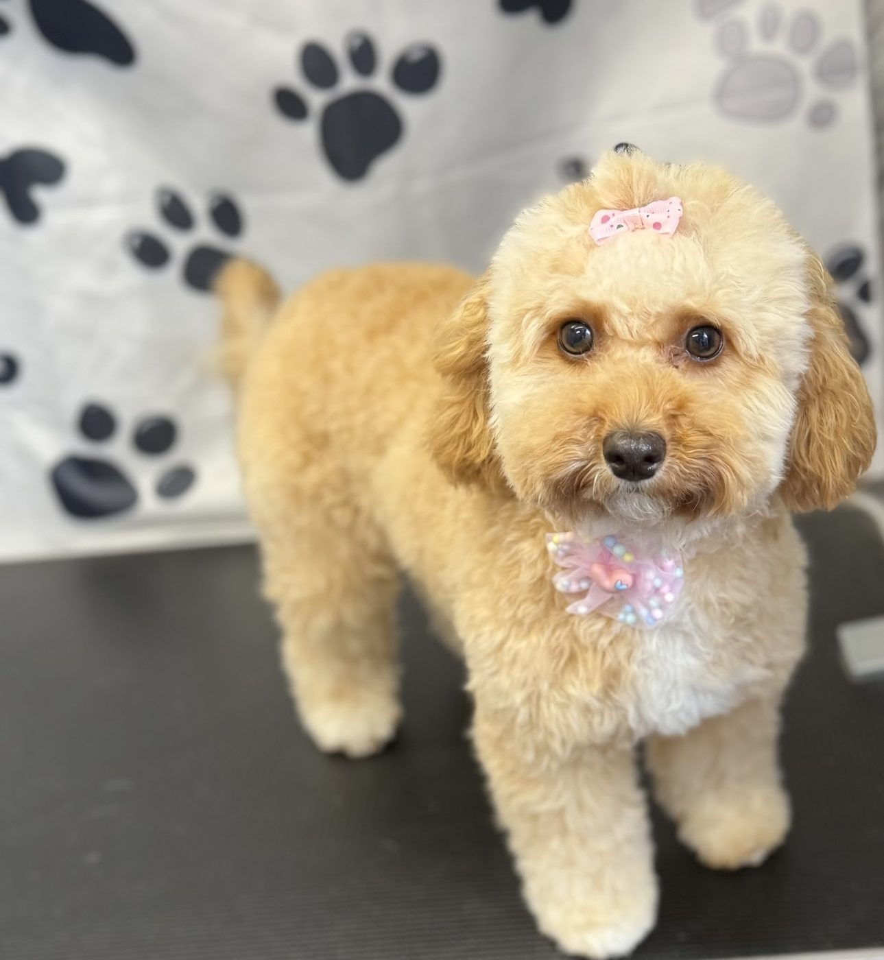 A freshly groomed cavapoo with a pink bow at Mily Fluffy