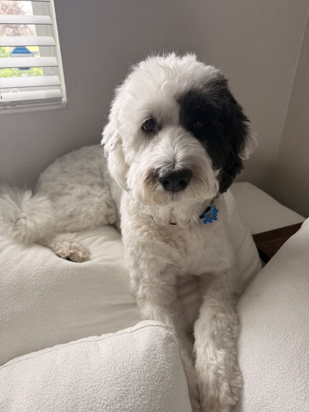 A gentle black-and-white sheepadoodle relaxing