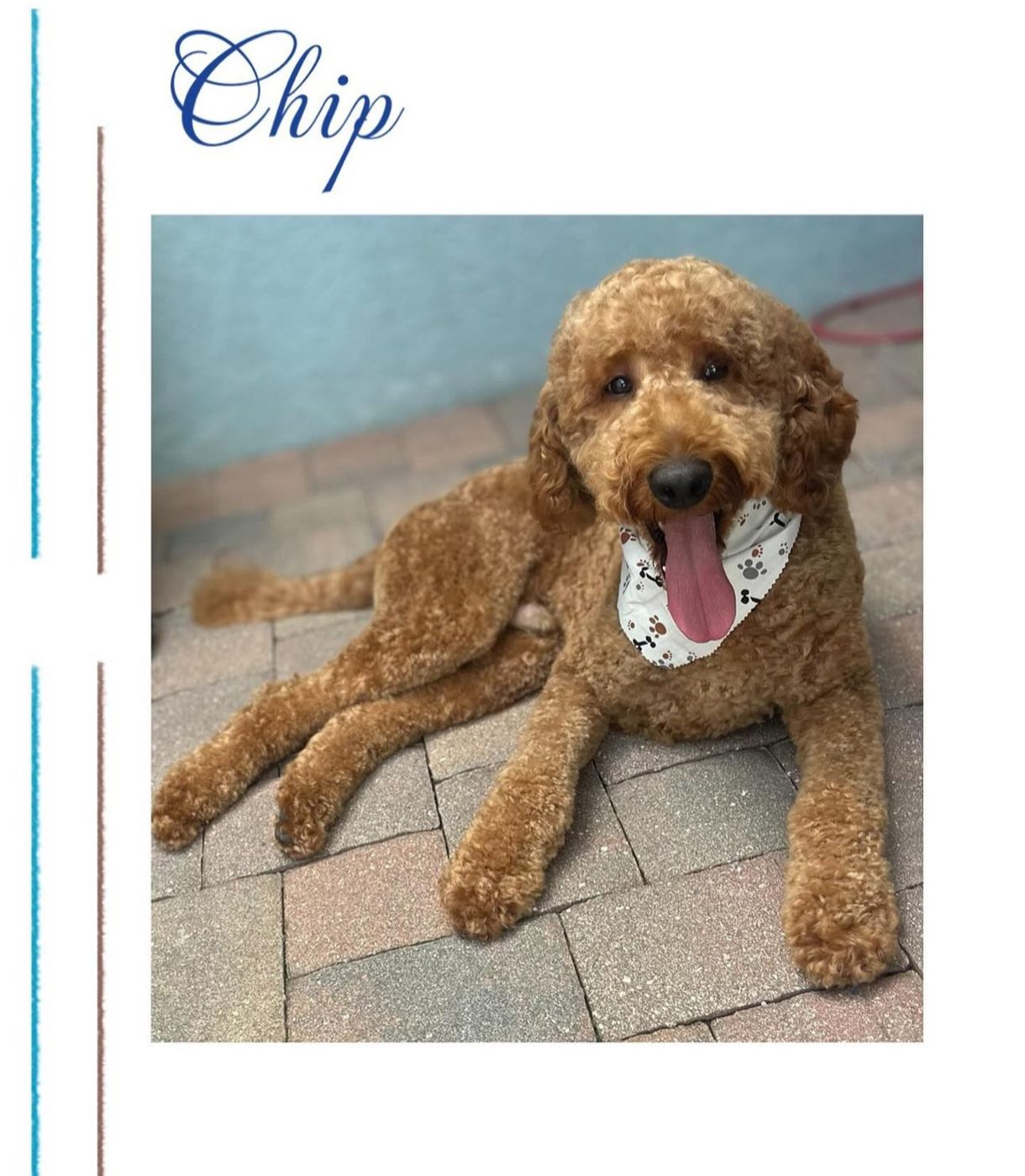 Chip, a happy poodle groomed at Mily Fluffy