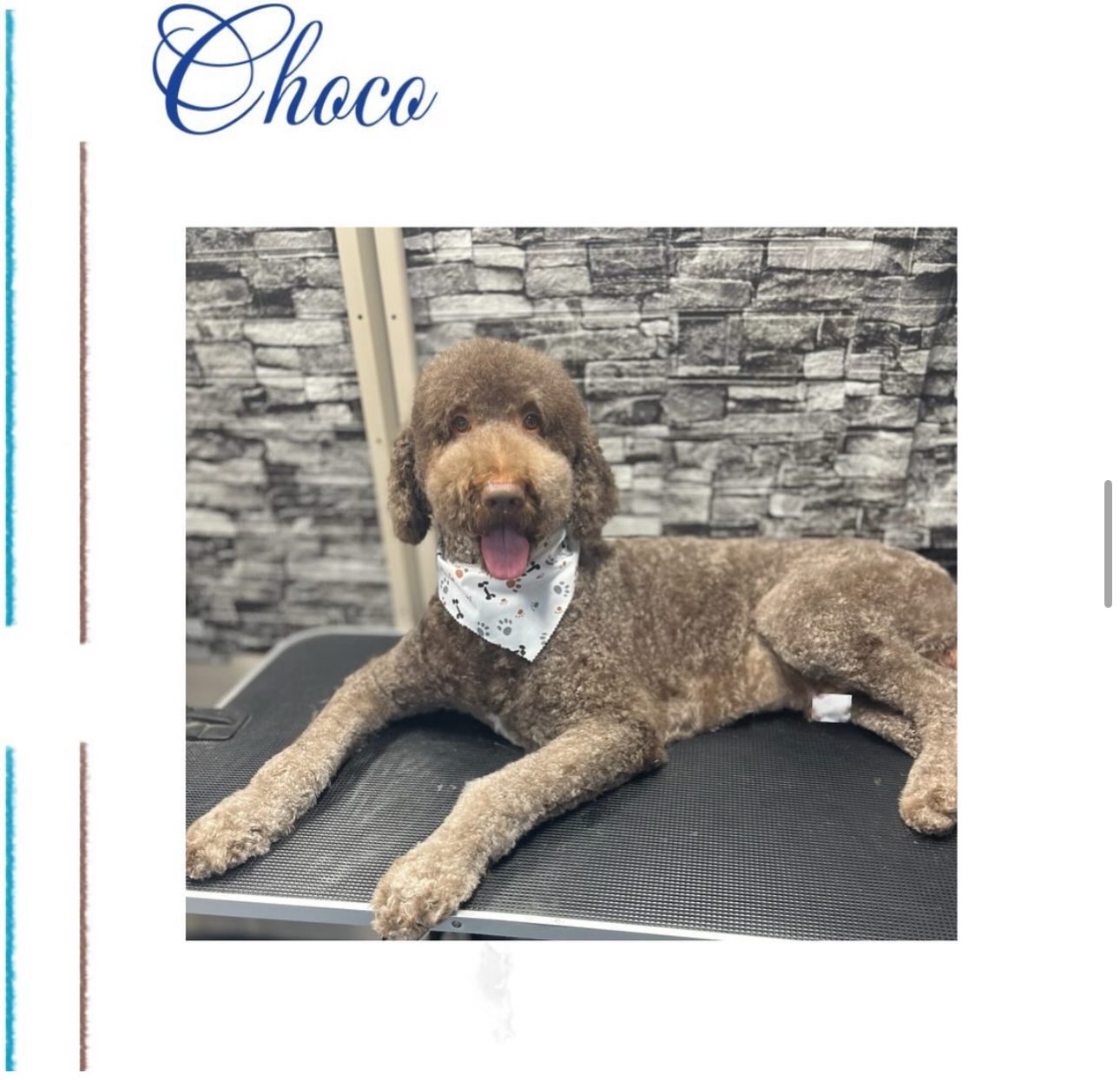 Choco, a brown poodle, after a full groom