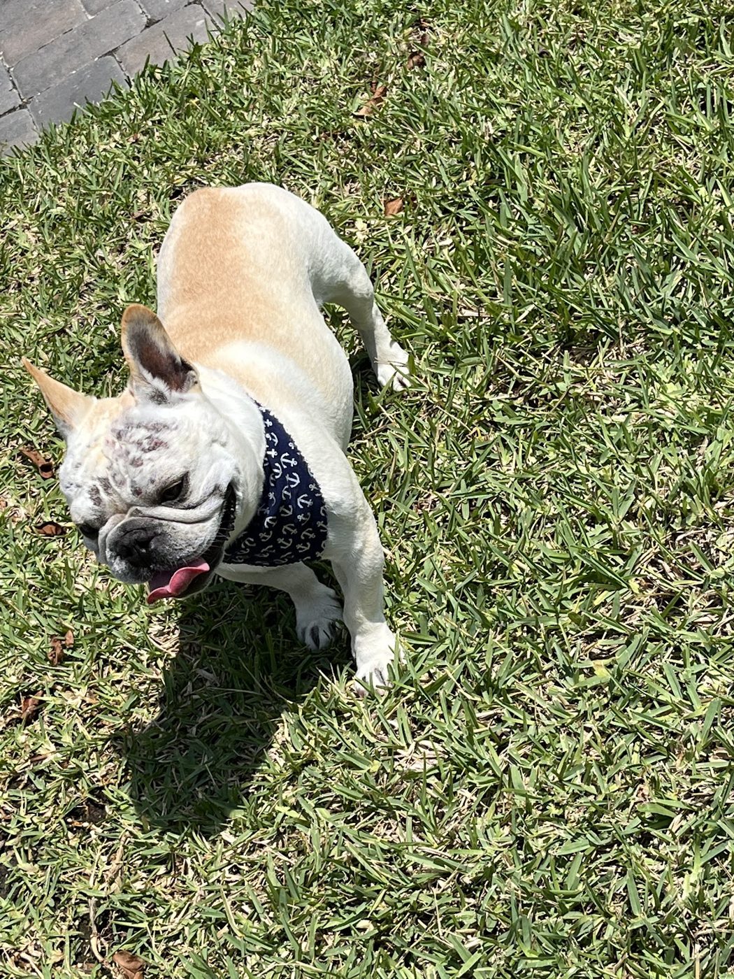 A happy French bulldog enjoying the sunshine